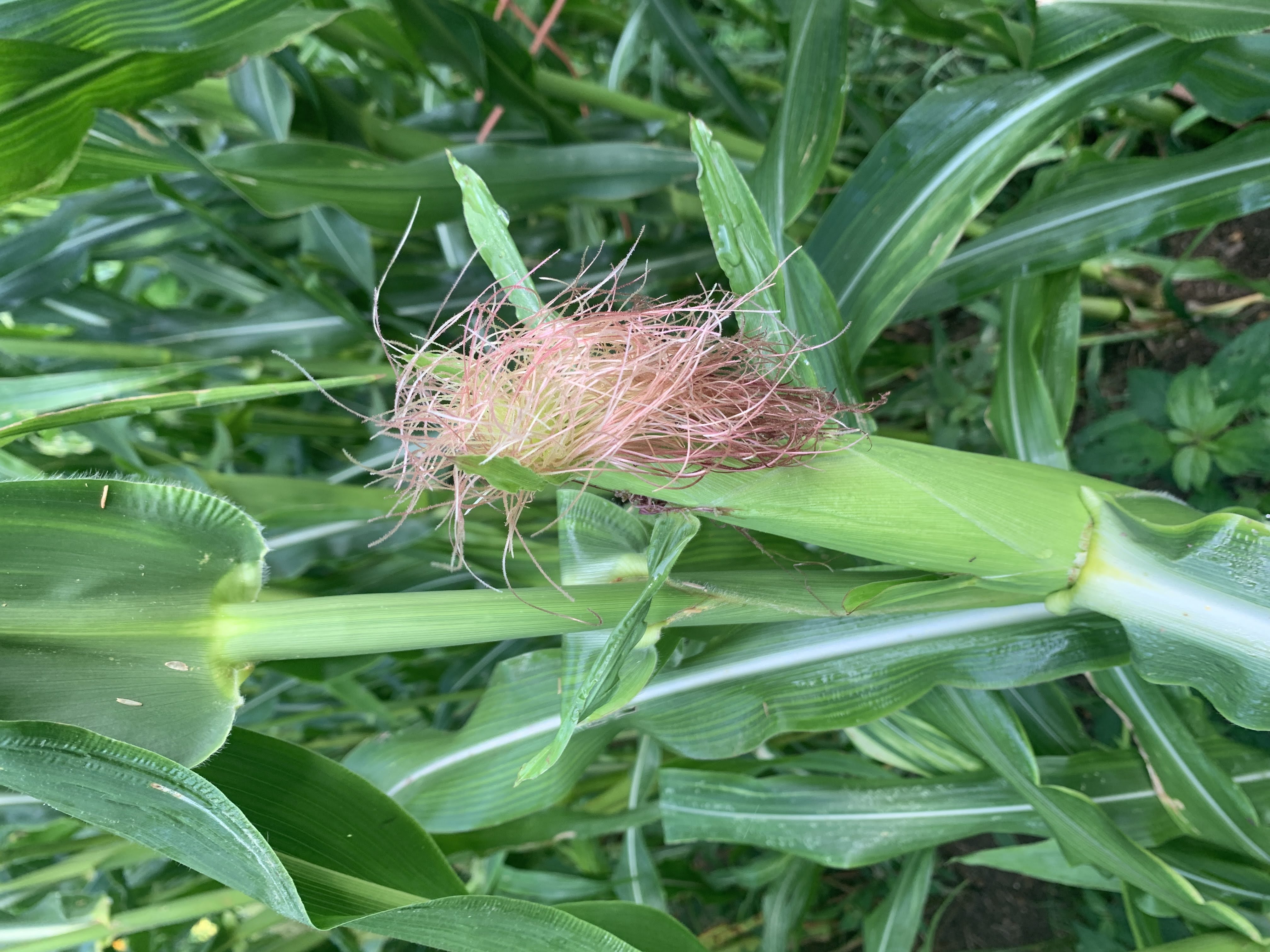 Harvest 2022